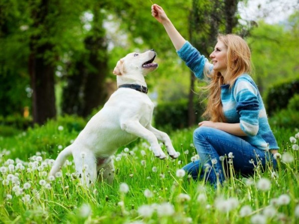 Wie erziehe ich meinen Hund richtig?