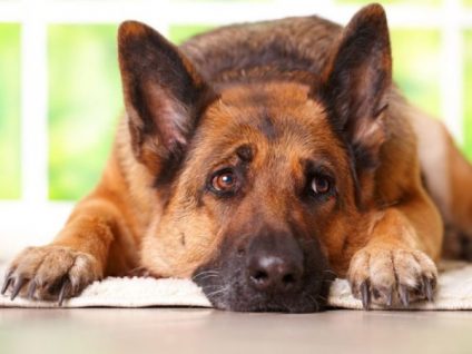Ist mein Hund traurig?