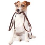 WIe oft muss ich mit dem Hund raus?